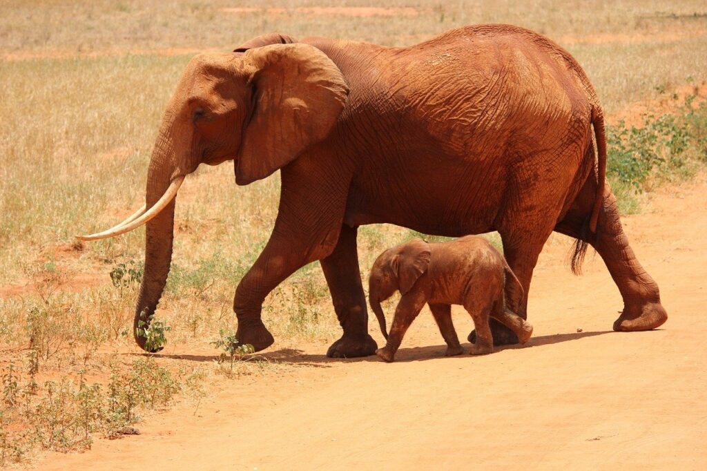 questo aggiornamento essenziale vi guida attraverso i cambiamenti e le implicazioni per i viaggiatori e gli espatriati che desiderano soggiornare in questo splendido Paese dell'Africa orientale.
